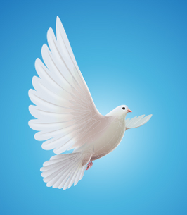 center 266x305 st dove (1)