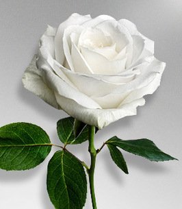 center 266x305 default flower (2)